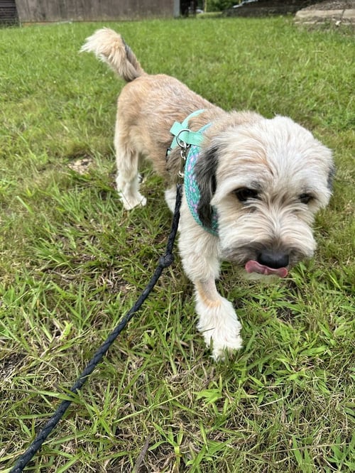 ROCKY - Tibetan Terrier available for adoption