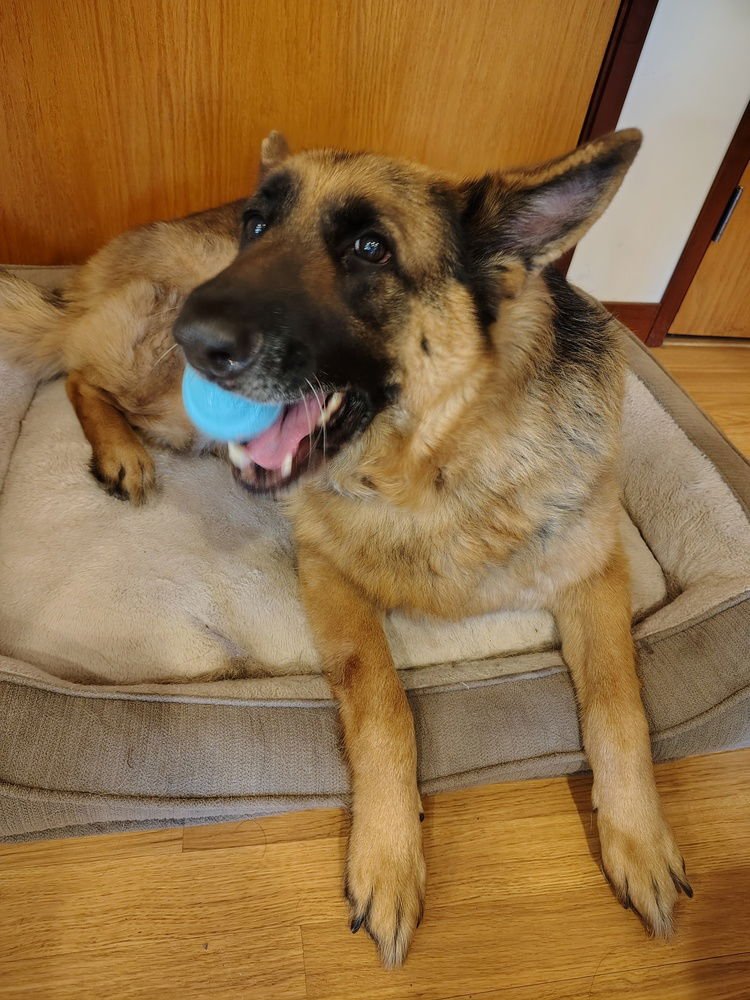 PADDY - German Shepherd Dog available for adoption