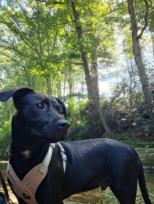 FRANKLIN - Terrier available for adoption