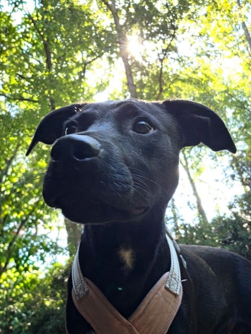 FRANKLIN - Terrier available for adoption