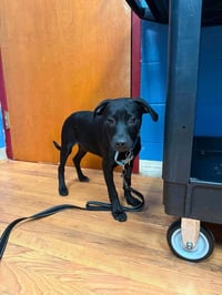 Franklin - Photo 3