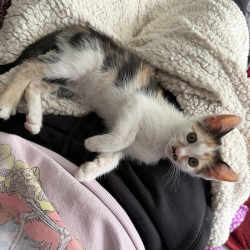 CHARLIE - Domestic Short Hair available for adoption