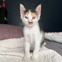 Charlie - Photo 1