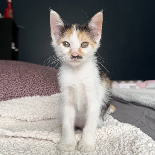 CHARLIE - Domestic Short Hair available for adoption
