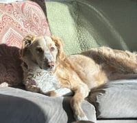 Magnolia (aka Nola) - Photo 3