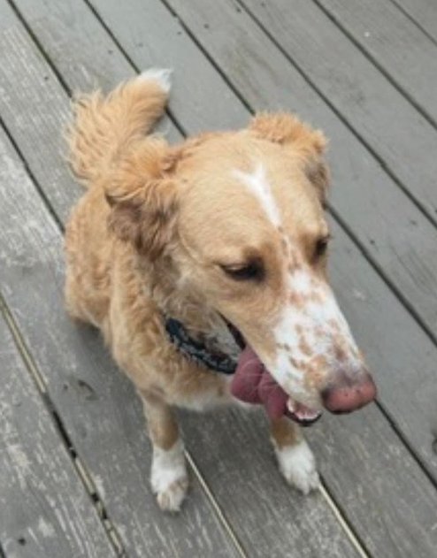 MAGNOLIA (AKA NOLA) - Terrier available for adoption