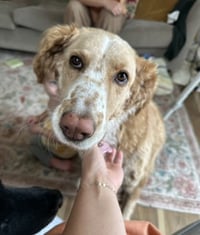 Magnolia (aka Nola) - Photo 1