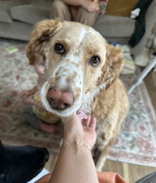 MAGNOLIA (AKA NOLA) - Terrier available for adoption