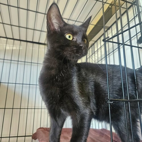 SNO-CAP - Domestic Short Hair available for adoption