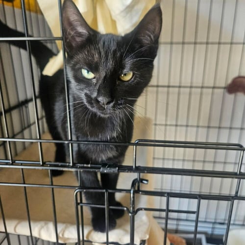 SNO-CAP - Domestic Short Hair available for adoption