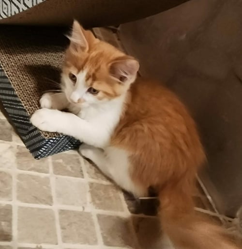 DODGEBALL - Domestic Medium Hair available for adoption