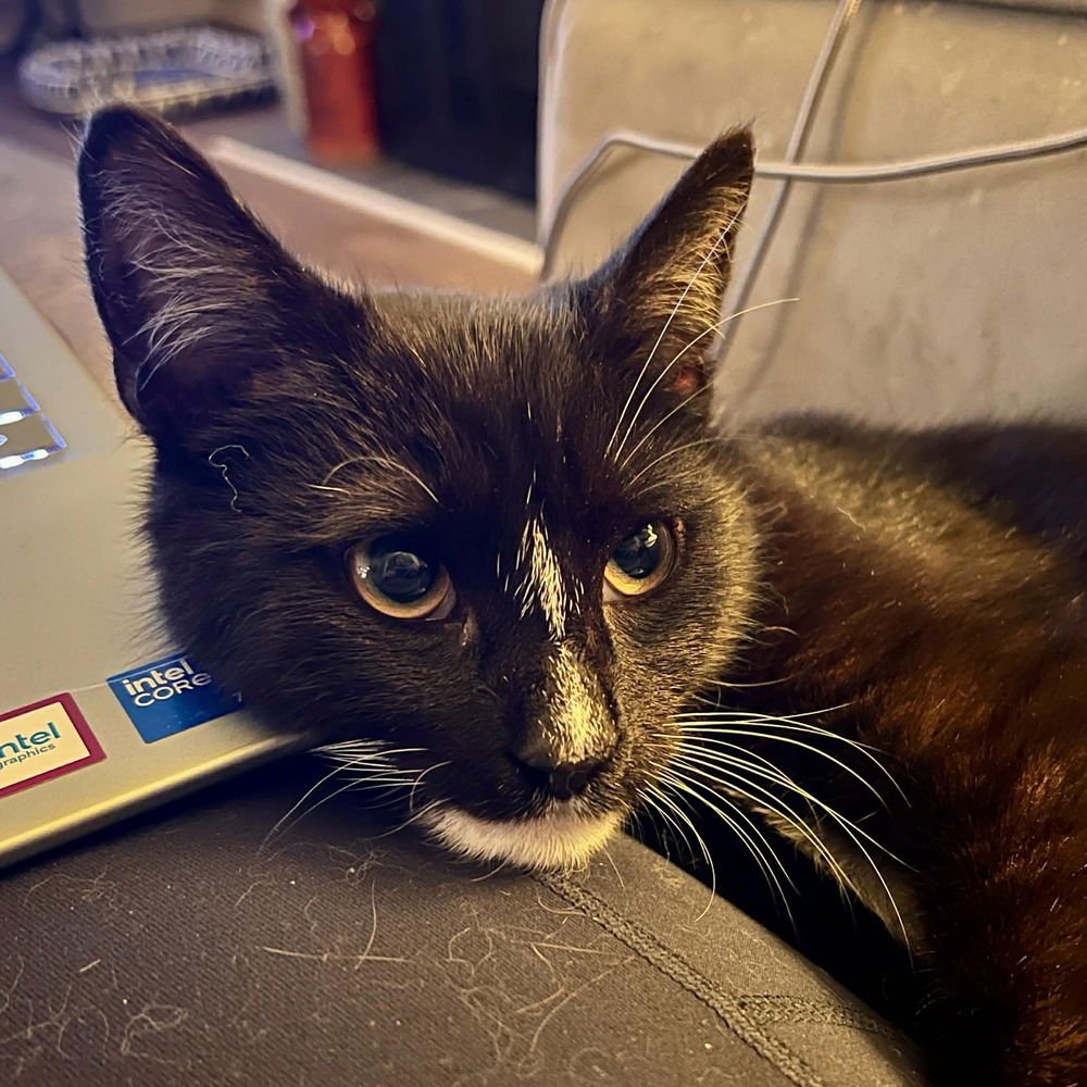 JANGLE - Domestic Short Hair available for adoption