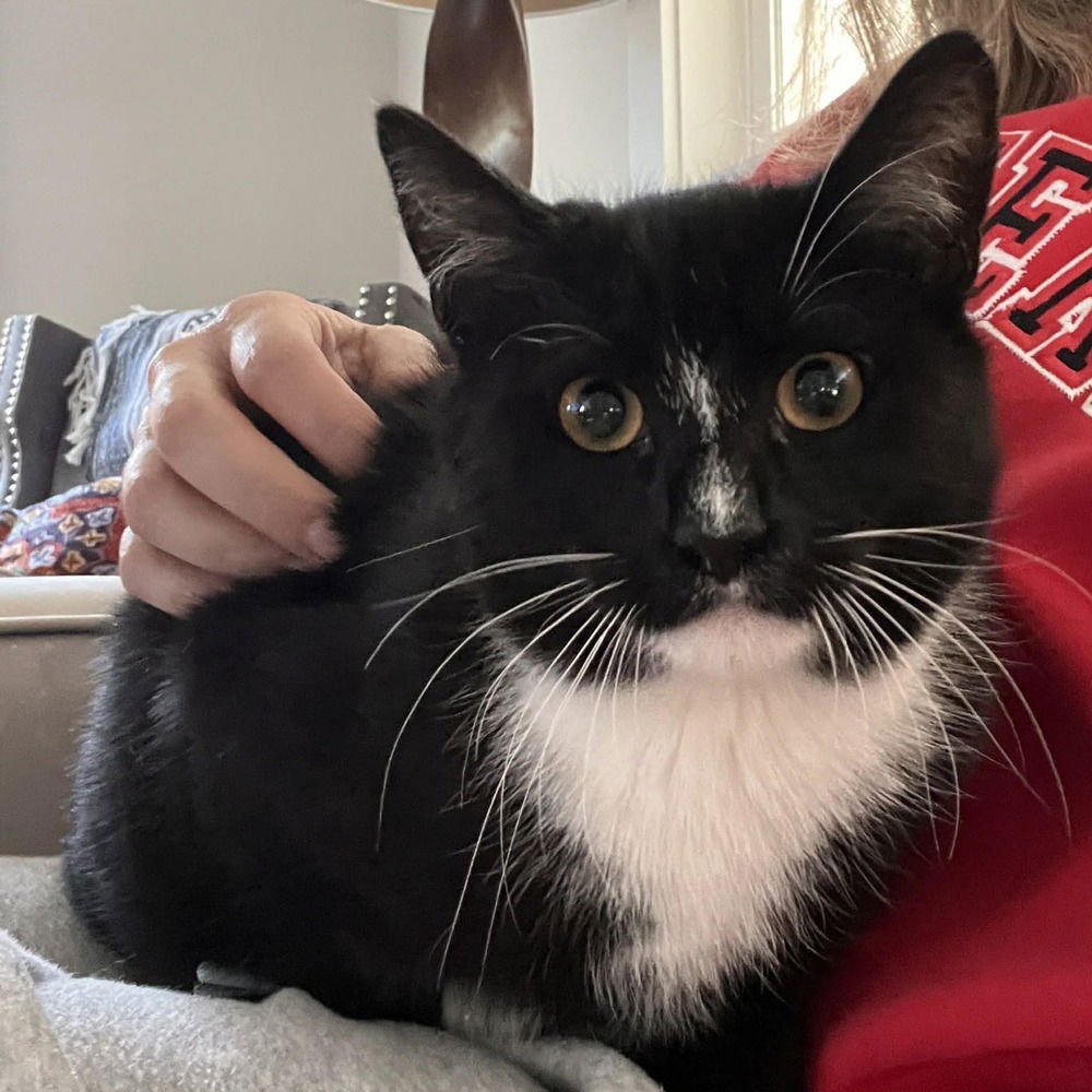 JANGLE - Domestic Short Hair available for adoption