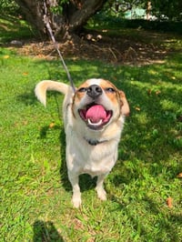 Stitch - Photo 2