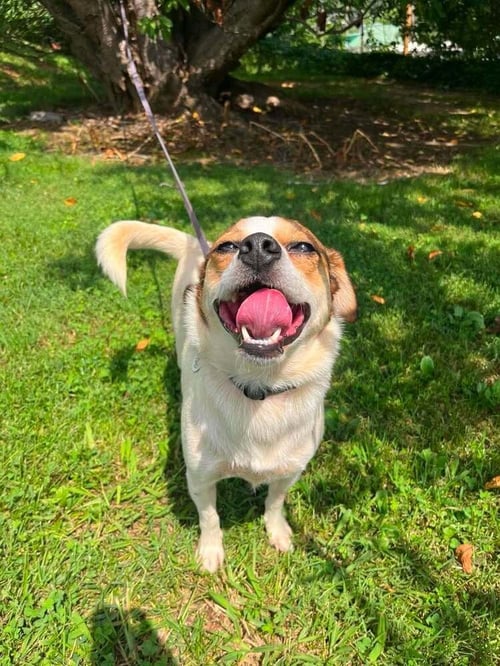 STITCH - Terrier available for adoption