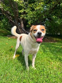 Stitch - Photo 3