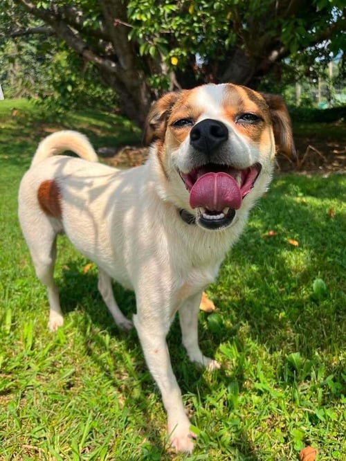 STITCH - Terrier available for adoption