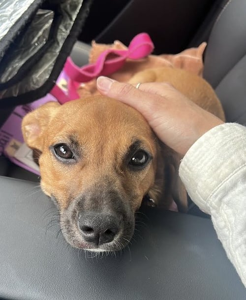 CINDY - Terrier available for adoption
