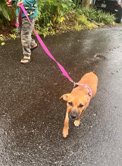 CINDY - Terrier available for adoption