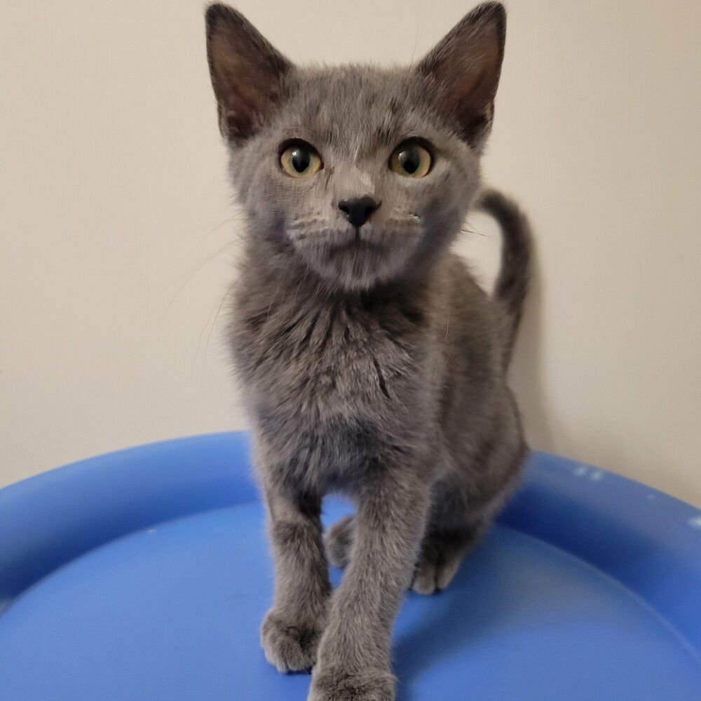 KELLAN - Domestic Short Hair available for adoption