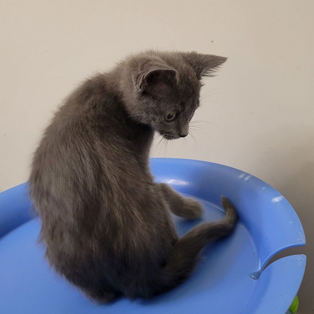 KELLAN - Domestic Short Hair available for adoption