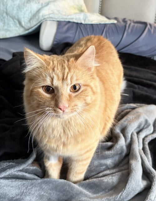 ZZ-BUTTERSCOTCH - Domestic Medium Hair available for adoption