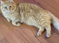 zz-Butterscotch - Photo 2