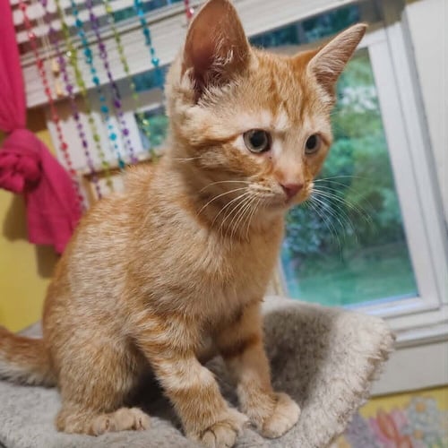 CABO - Domestic Short Hair available for adoption