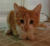 Leap Frog - Photo 4