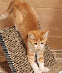 Leap Frog - Photo 2