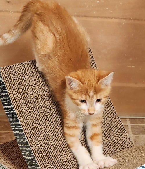 LEAP FROG - Domestic Short Hair available for adoption