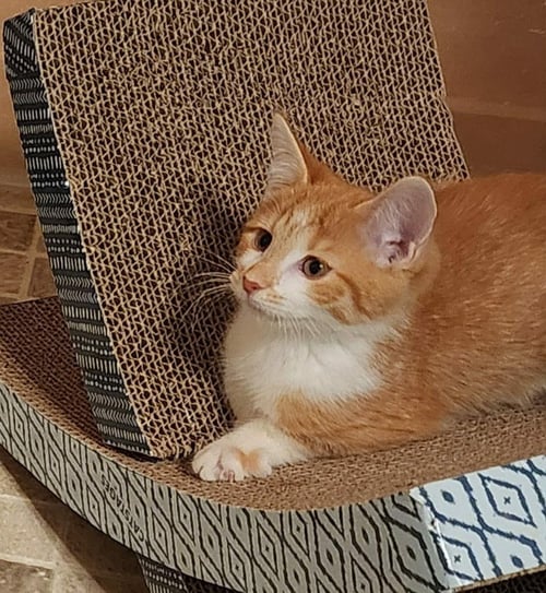 LEAP FROG - Domestic Short Hair available for adoption