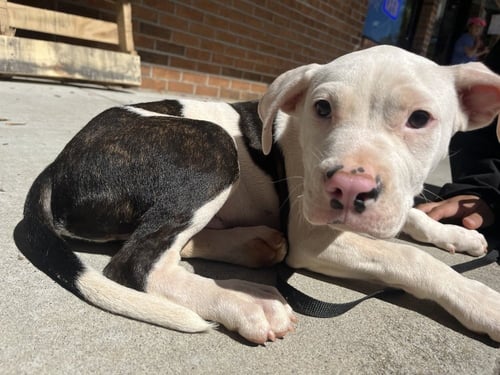JOSHUA TREE - Terrier available for adoption