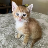Opie - Photo 1