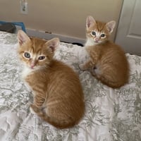Opie - Photo 2