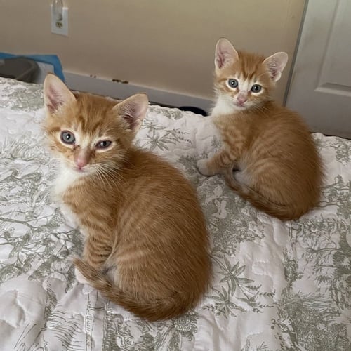 OPIE - Domestic Short Hair available for adoption