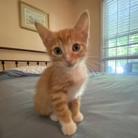 Opie - Photo 3