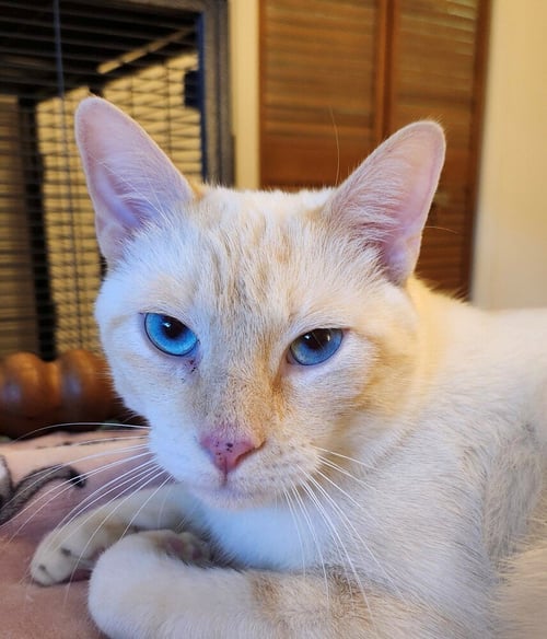 PERRI - Siamese / Domestic Short Hair available for adoption