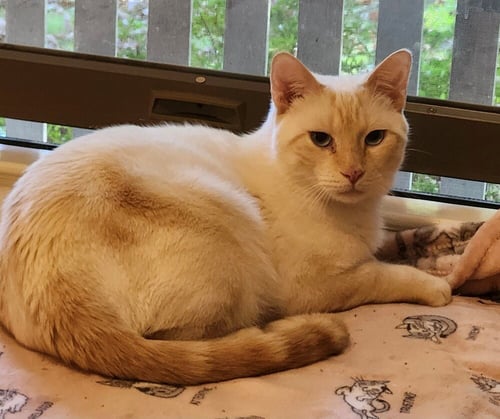 PERRI - Siamese / Domestic Short Hair available for adoption