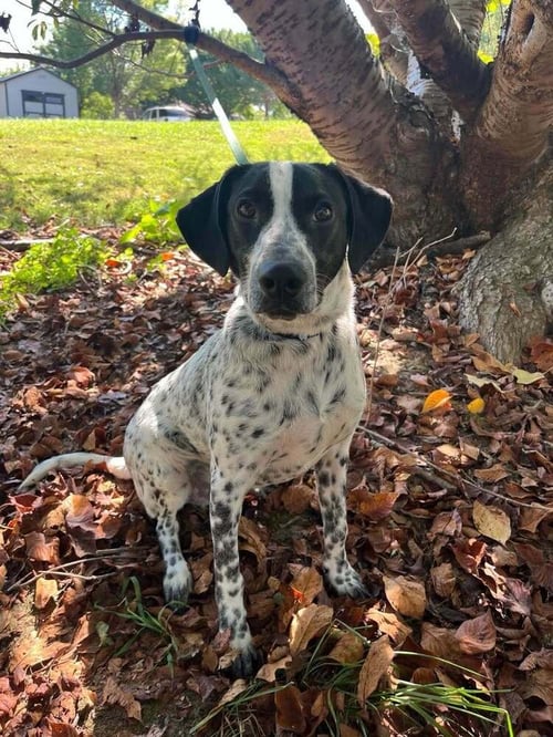 AXEL - Terrier available for adoption