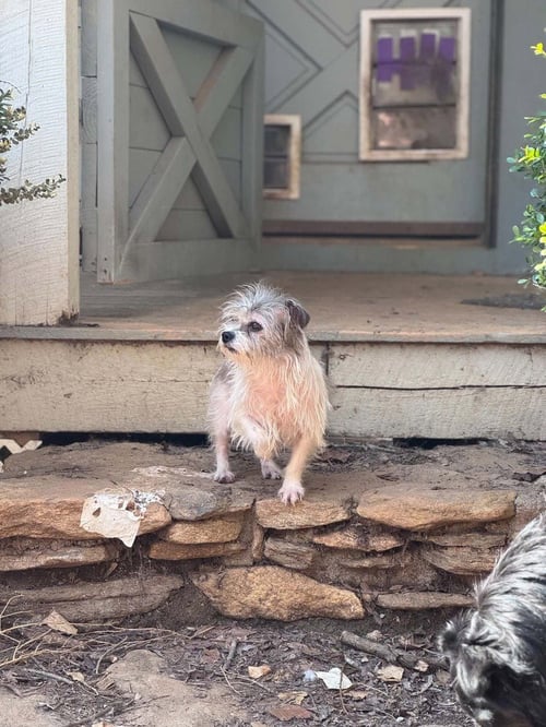 ESTELLE - Terrier for adoption in Asheville