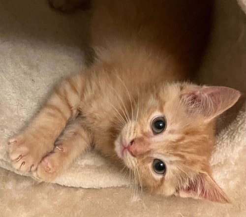 CHILI - Domestic Short Hair available for adoption