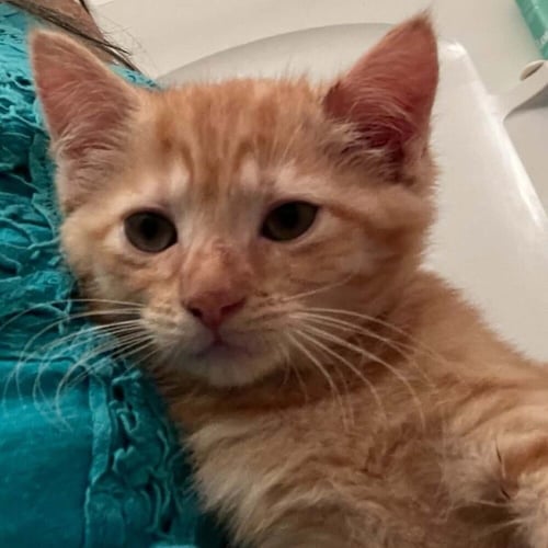 CHILI - Domestic Short Hair available for adoption