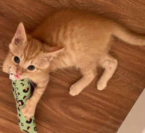 CHILI - Domestic Short Hair available for adoption