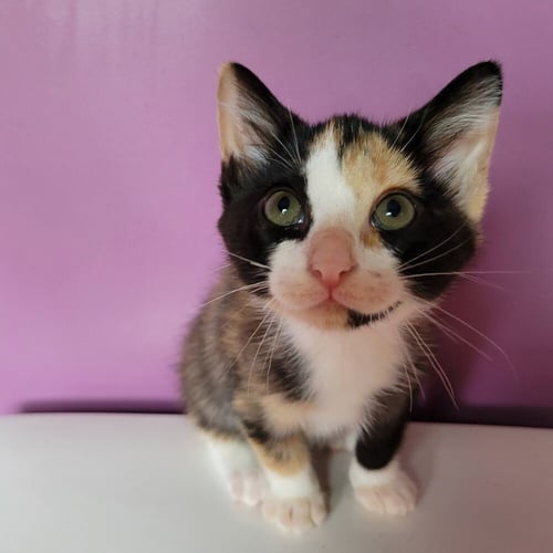 DOLLY - Domestic Short Hair available for adoption