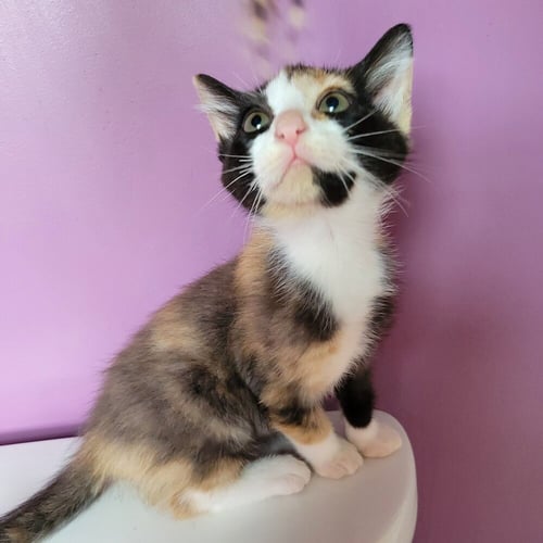 DOLLY - Domestic Short Hair available for adoption