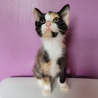 Dolly - Photo 3