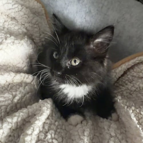 TIM TAM - Domestic Medium Hair available for adoption