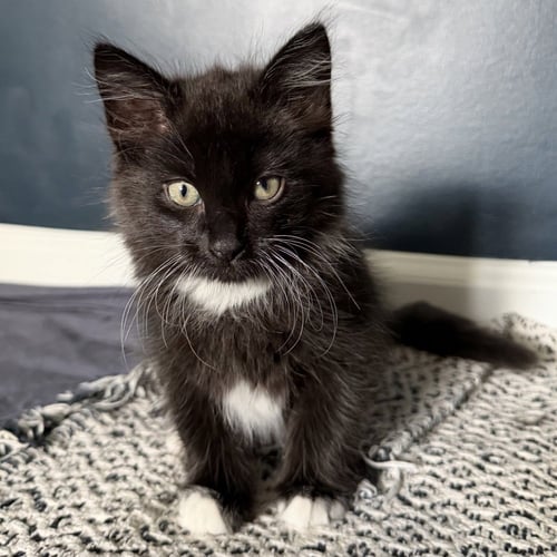 TIM TAM - Domestic Medium Hair available for adoption