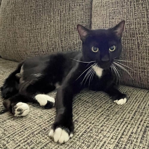 LATE SHOW - Domestic Short Hair available for adoption